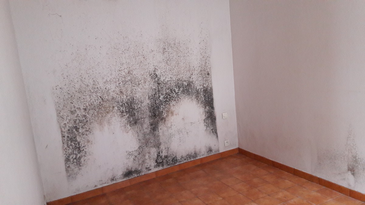 Moisissures - Expertise humidité à Annonay